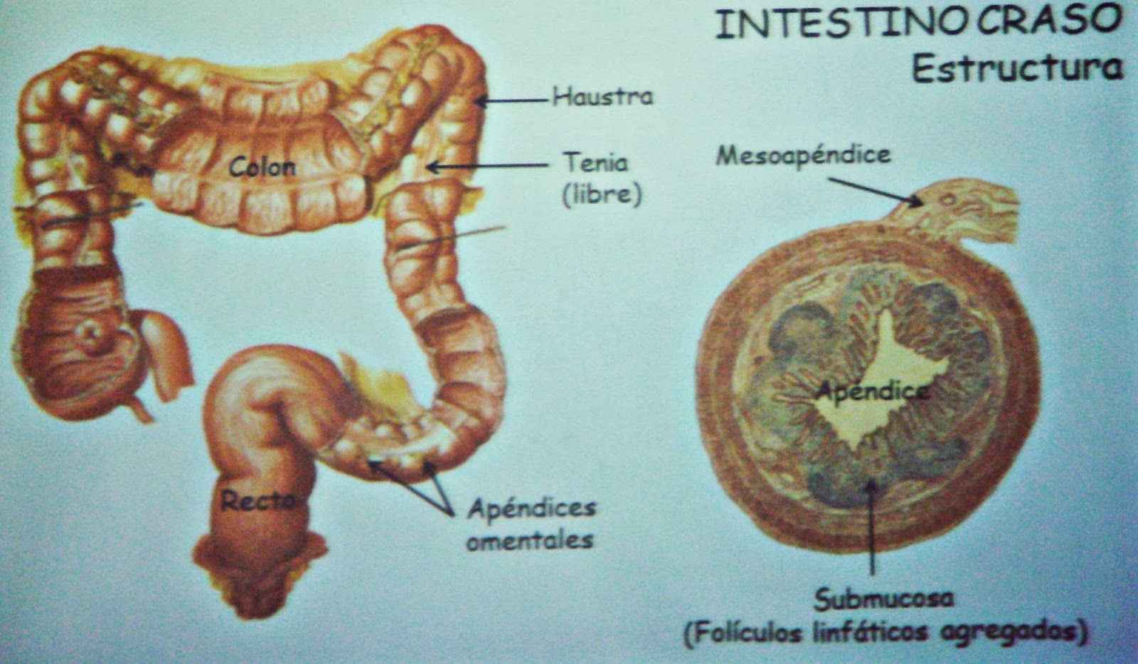 Intestino grueso o craso partes y funciones Sistema digestivo