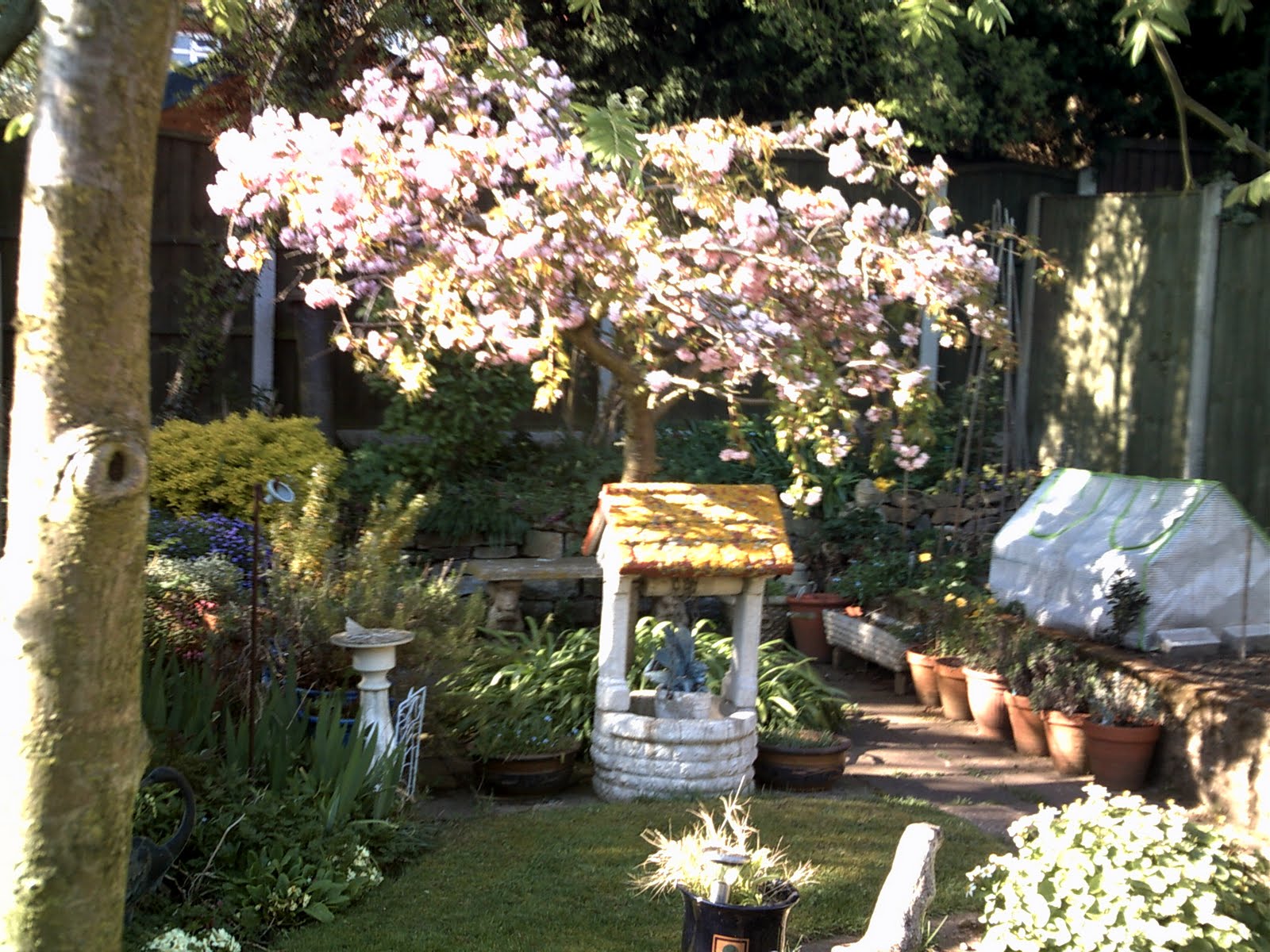 Love My Garden: Spectacular Spring Flowers