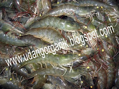 CARA TERNAK UDANG ORGANIK