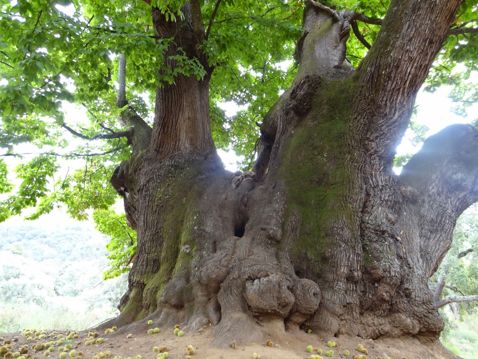 El Blog de Antonio Ternero Ruta por el Castaño Santo