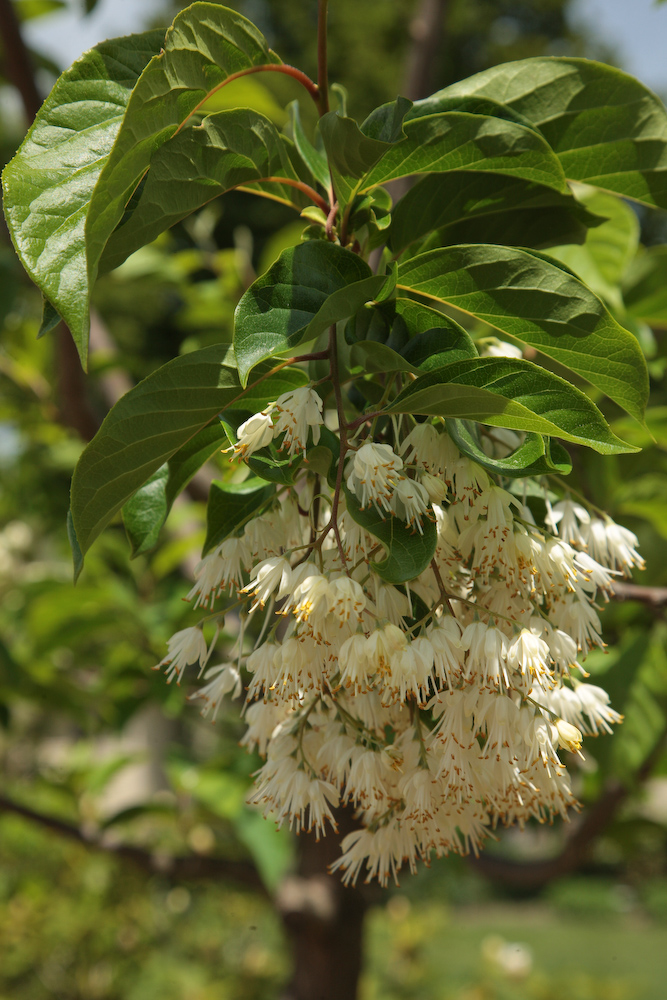 Annie S Gardening Corner May 2013