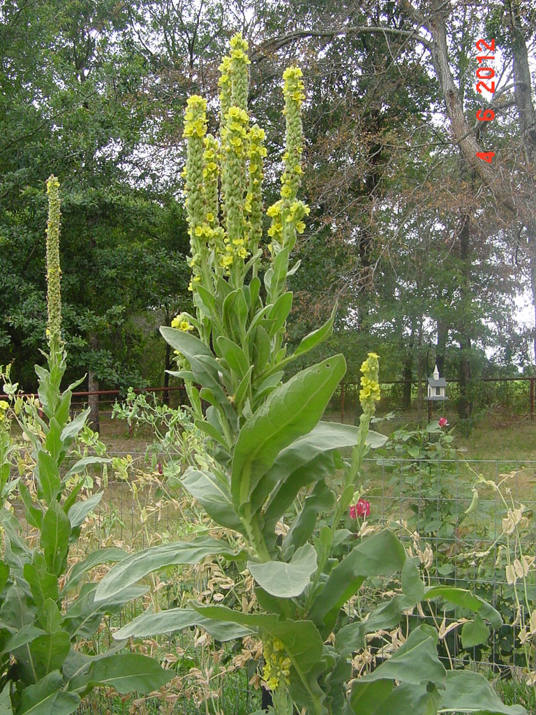 StarDragonfly Herbals Mullein Flowers and a Folk Remedy