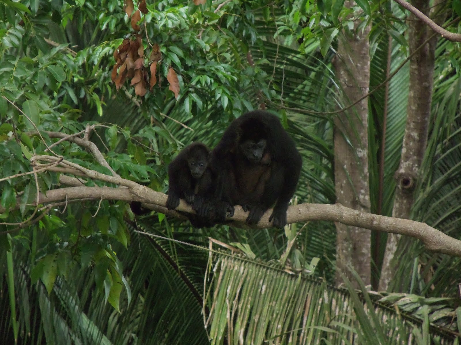 My Memoirs Monkey House