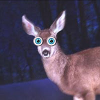 Deer.jpg