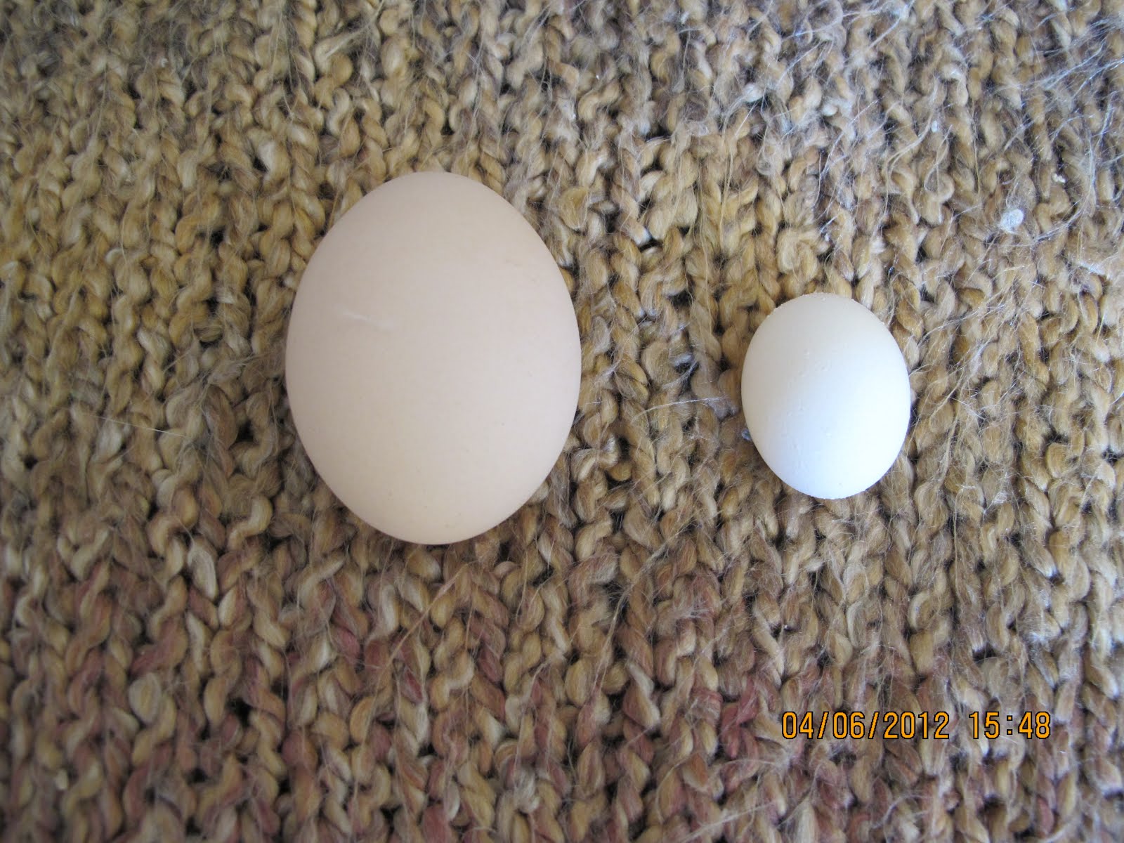 pullet eggs