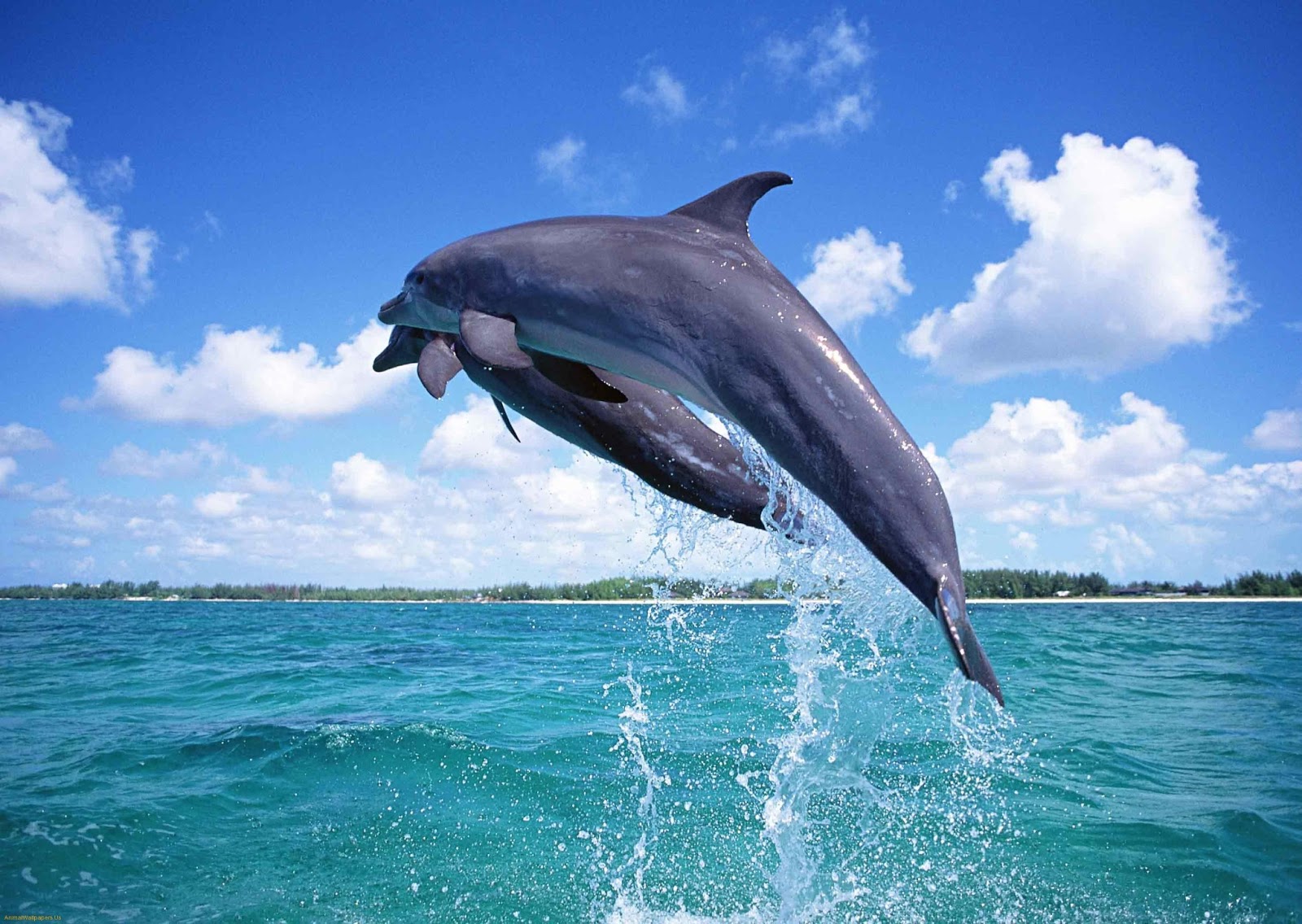 http://1.bp.blogspot.com/-y3UqqxAtuXE/UU0ZEoHCw8I/AAAAAAAABXM/7BfKGO1meJk/s1600/cute-dolphin-fish-wallpapers-1494-hd-wallpapers.jpg