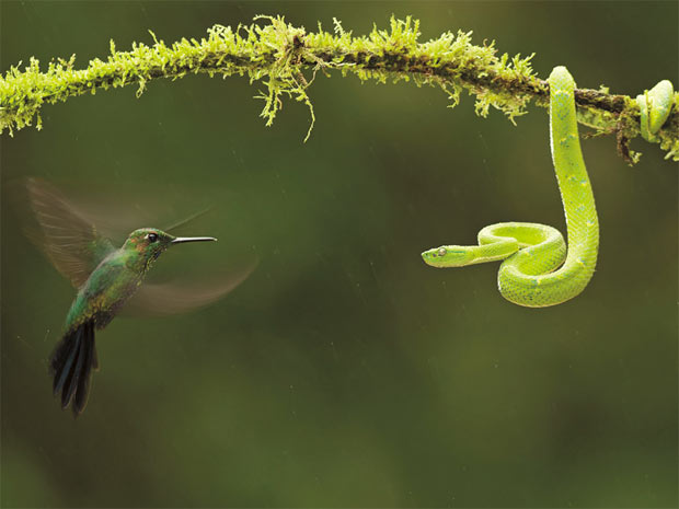 Imagens premiadas da vida na selva 4