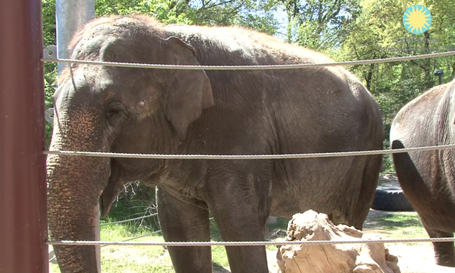 Shanthi, o elefante que toca gaita
