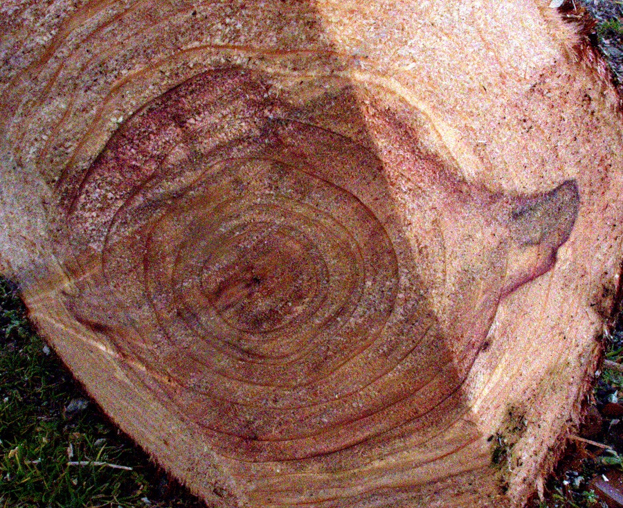 metasequoia crack metasequoia crack