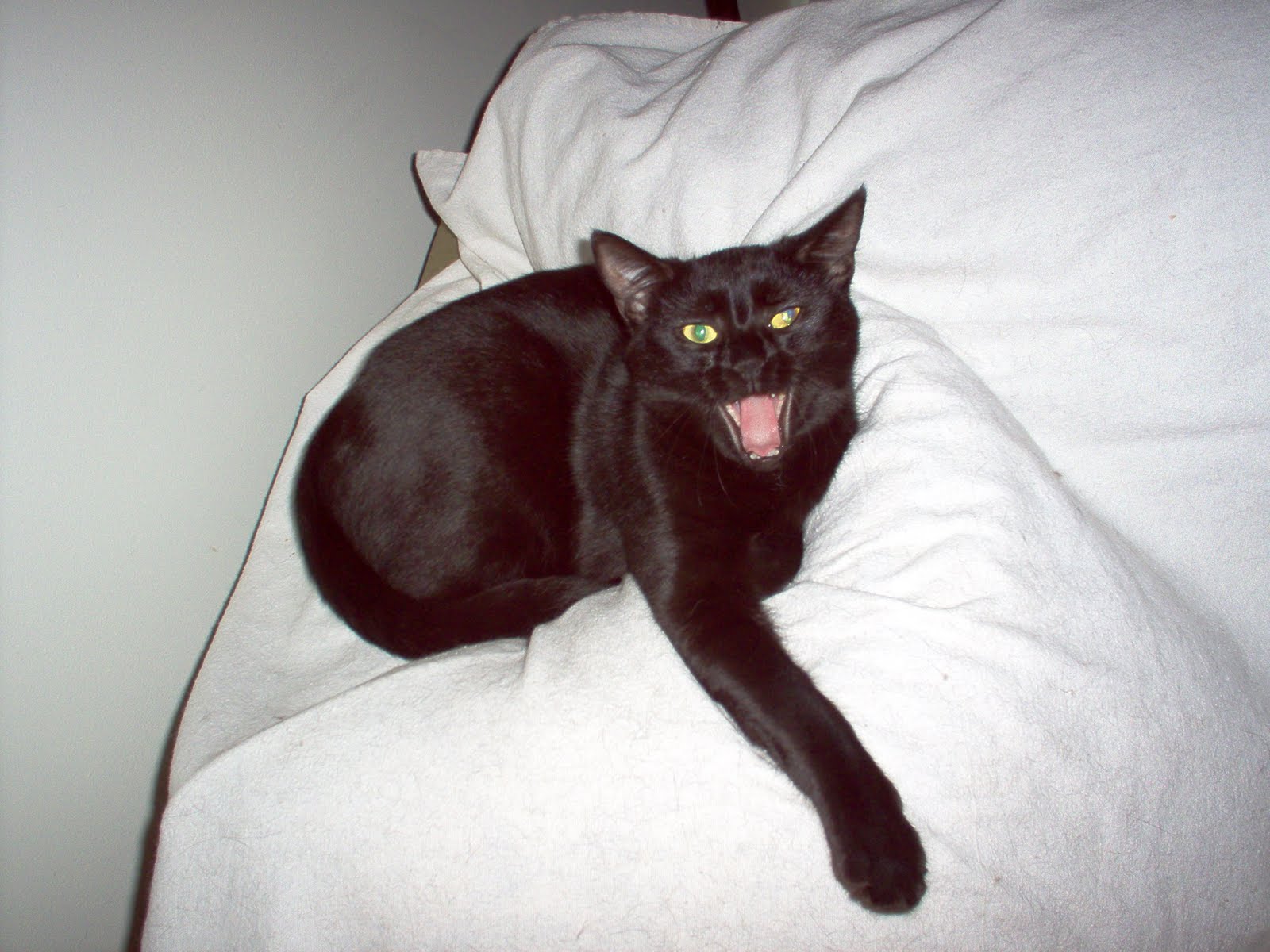 Why Do People Think Black Cats Are Bad Luck Why Do People Think Black Cats Are Bad Luck