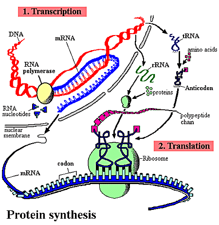 Choose all of the correct statements concerning dna rna and protein synthesis image