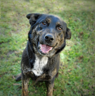 Rottweiler Cross Kelpie