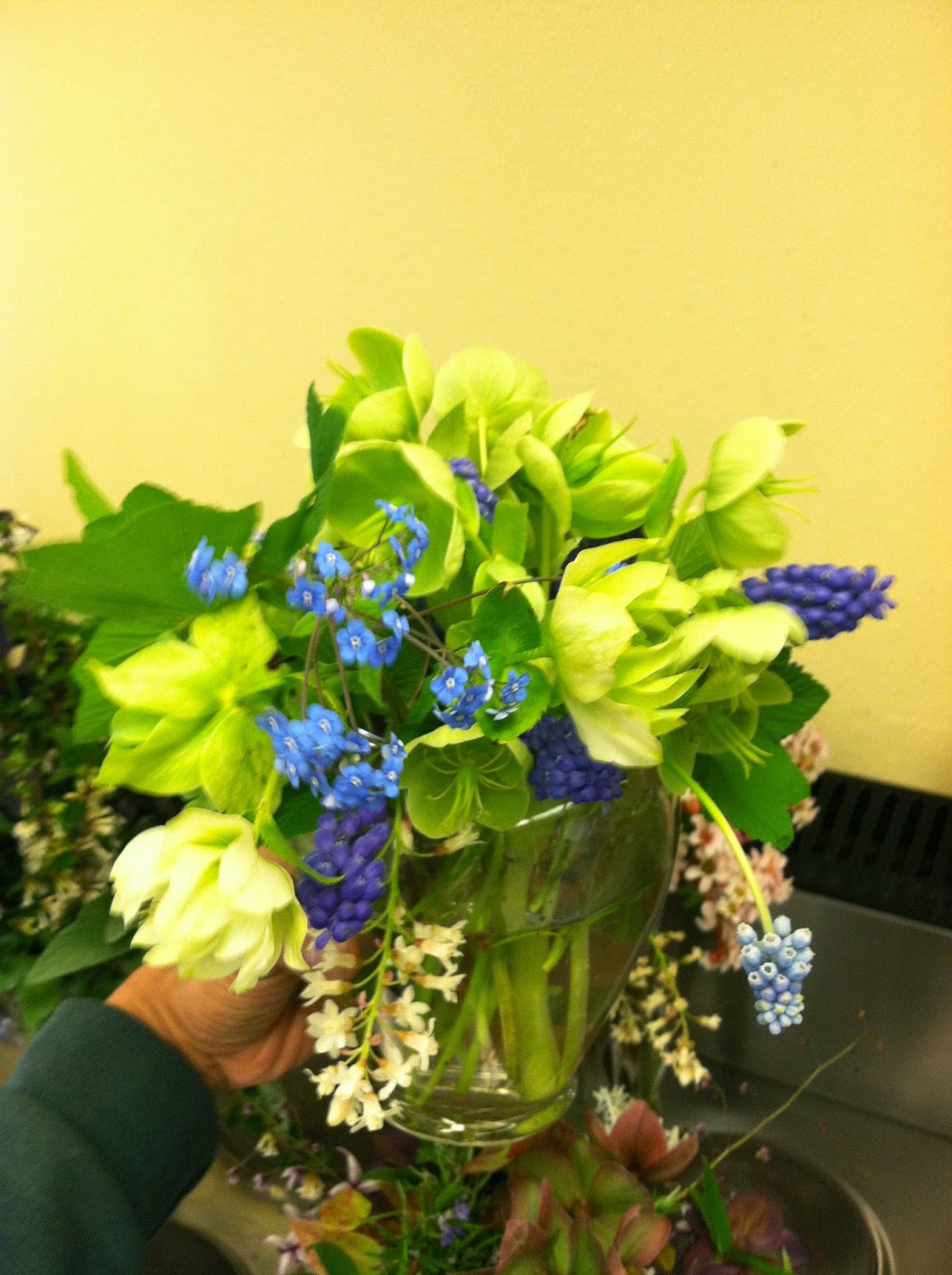 A Next Generation Gardener Winter Hellebores as cut flowers and how to