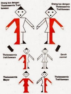 Gejala Pencegahan dan Pengobatan Penyakit Talasemia