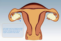La fecundación, la menstruación, aparato reproductor femenino.