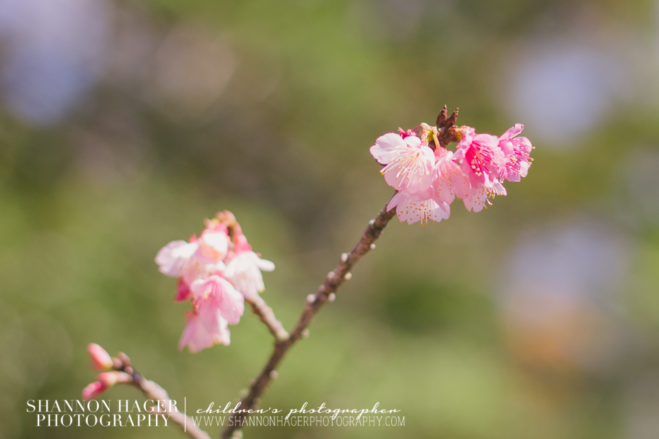 Cherry Blossoms in Okinawa by Shannon Hager Photography