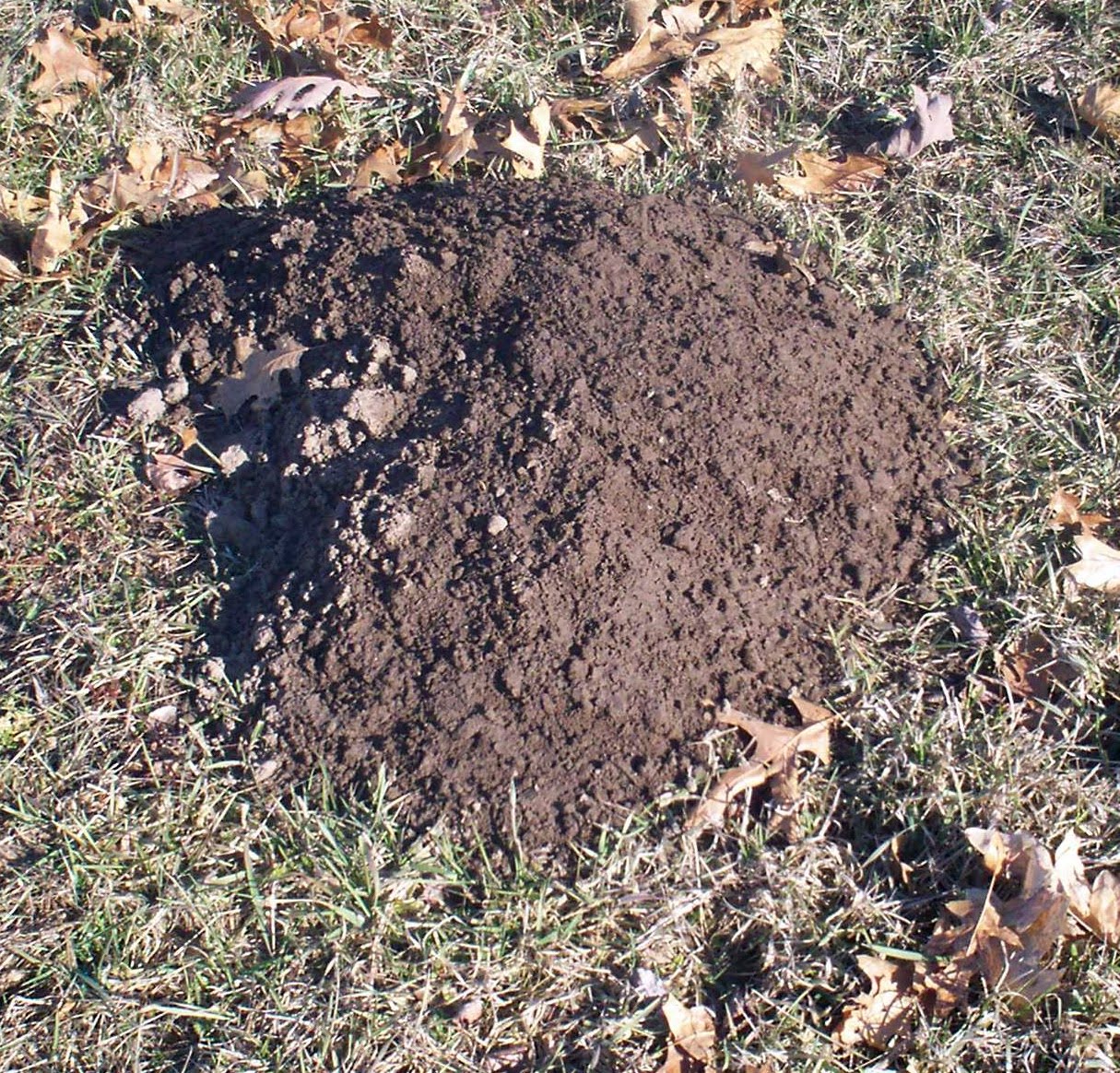 mole vs gopher hill mole vs gopher hill