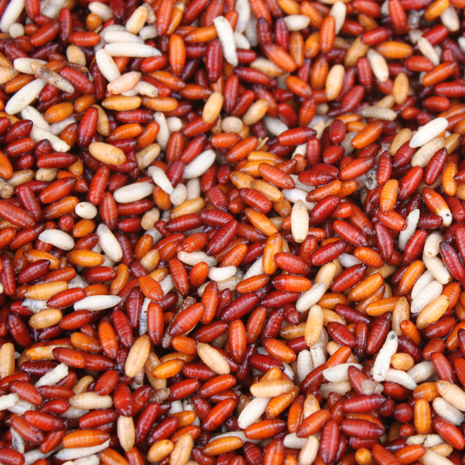 L’utilisation des casters règles générales (suite 1e partie