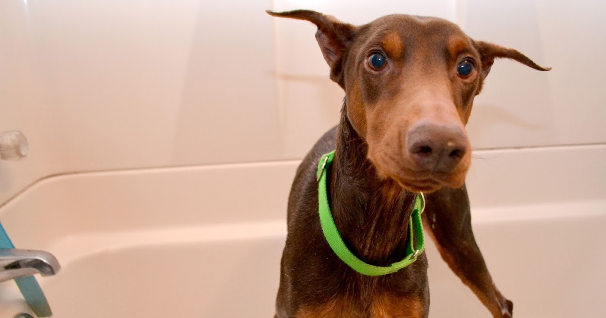 The Five Dog Blog Living Life Simply Messy Stinky Dog!