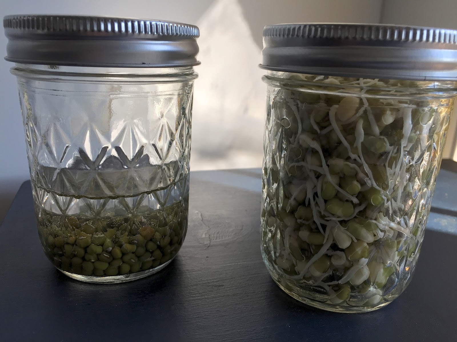 Shirley's World Sprouting Beans and Seeds for You and Your Chickens