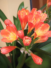 CLIVIA