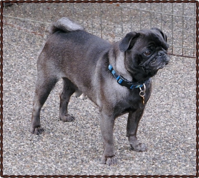 white pug puppies for sale in delhi pug for sale breeds picture white pug puppies for sale in delhi pug for sale breeds picture