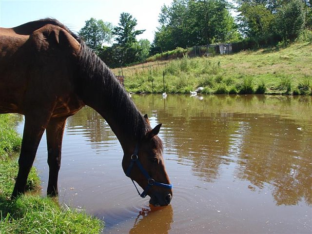 You Can Lead A Horse to Water