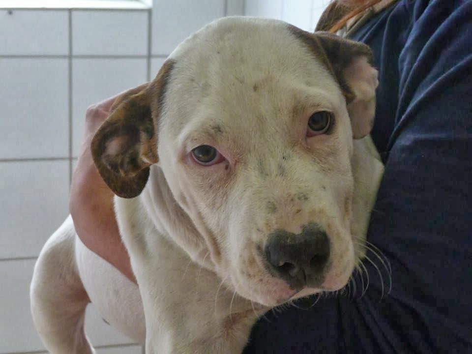 Tierheim Bremerhaven sucht Pfötchenringend ein neues zu Hause für vier