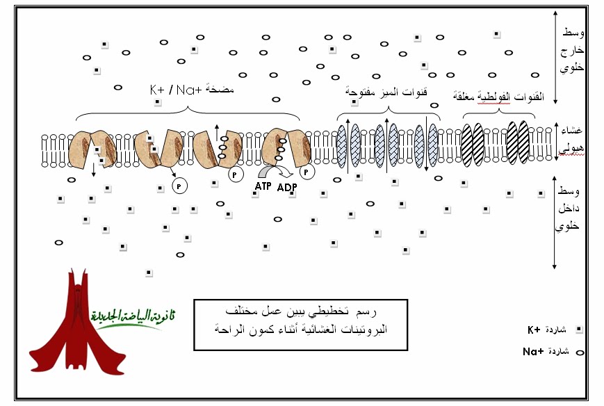 مدونة علوم الطبيعة والحياة رسم تخطيطي يبين عمل مختلف البروتينات الغشائية أثناء كمون الراحة