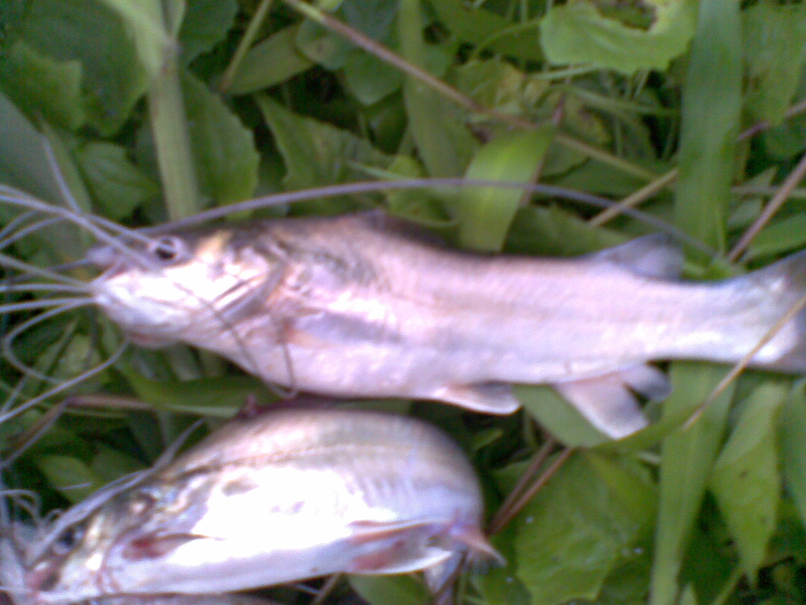 Ikan Lundu