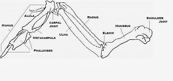 chicken wing diagram