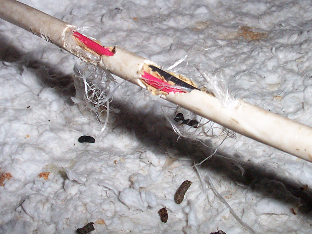 Diseases caused by rats Street Fame!!!