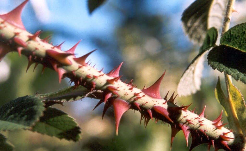 SEEKING EQUILIBRIUM EVERY ROSE HAS IT'S THORN