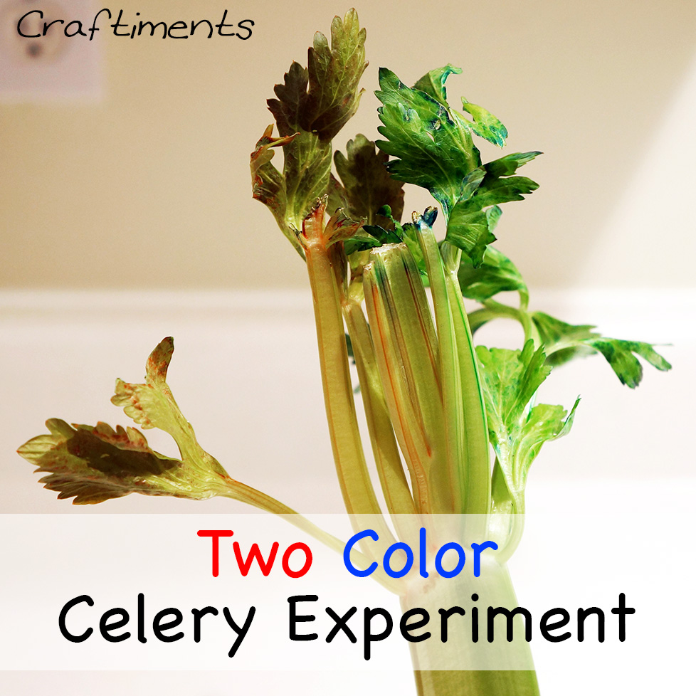 Craftiments Two Color Celery Experiment