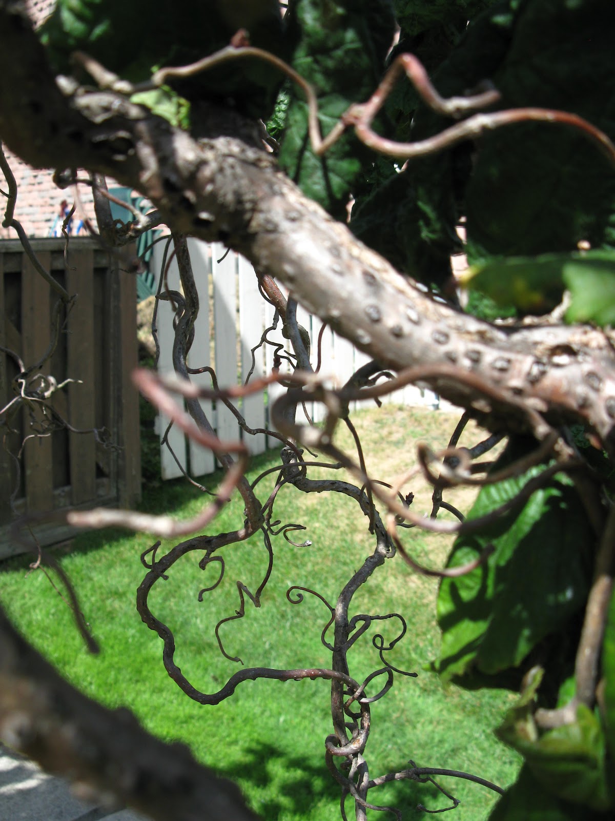 White Swan Homes and Gardens Corkscrew Hazelnut Infected With Eastern