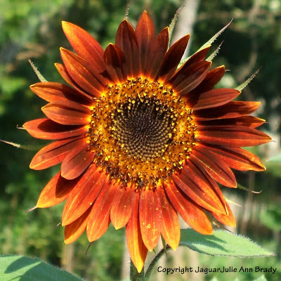 Pretty Warm Color Autumn Beauty Sunflower Blossom Pretty Warm Color Autumn Beauty Sunflower Blossom