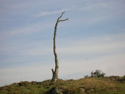 Beacon Hill Tree