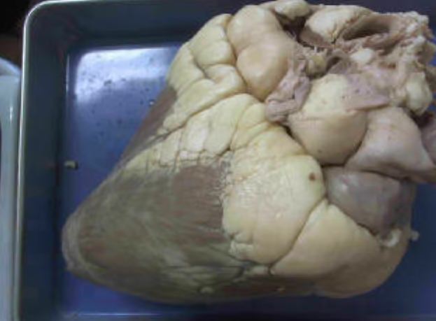 Cow Heart Dissection