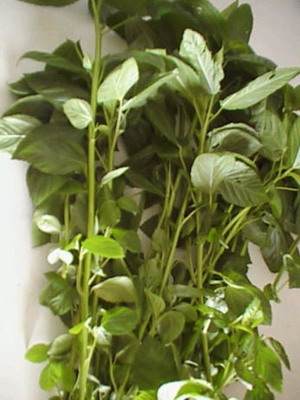 نقره لتكبير أو تصغير الصورة ونقرتين لعرض الصورة في صفحة مستقلة بحجمها الطبيعي