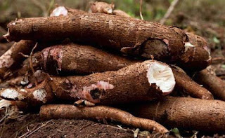 Manfaat Ketela Pohon Untuk Kesehatan