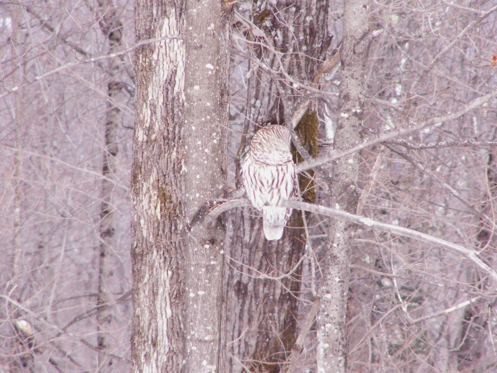 Our Resident Owl