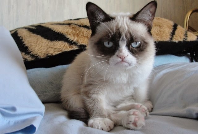 Grumpy Cat, el gato más rico del mundo.