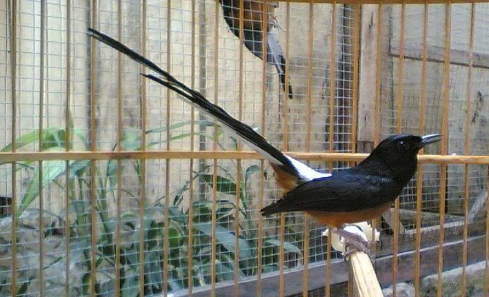 Penyebab Murai Batu Macet Bunyi Ocehan burung