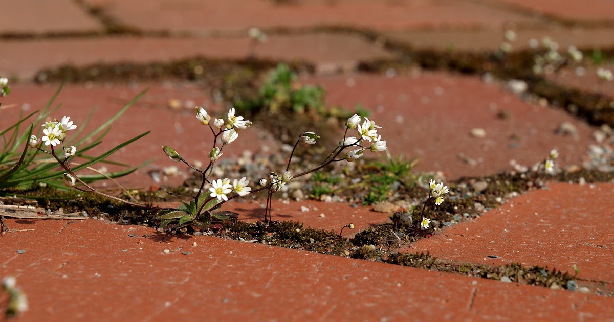 Fotos von Noke:kleine weiße Blümchen