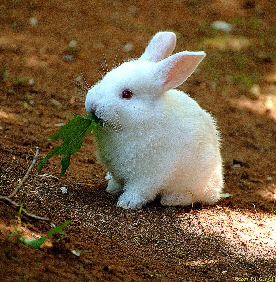 Cute Baby Rabbit Photos