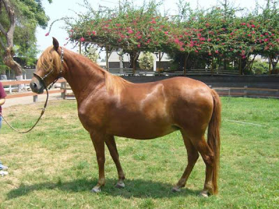 El Caballo Peruano de Paso - Peruvian Paso Horse
