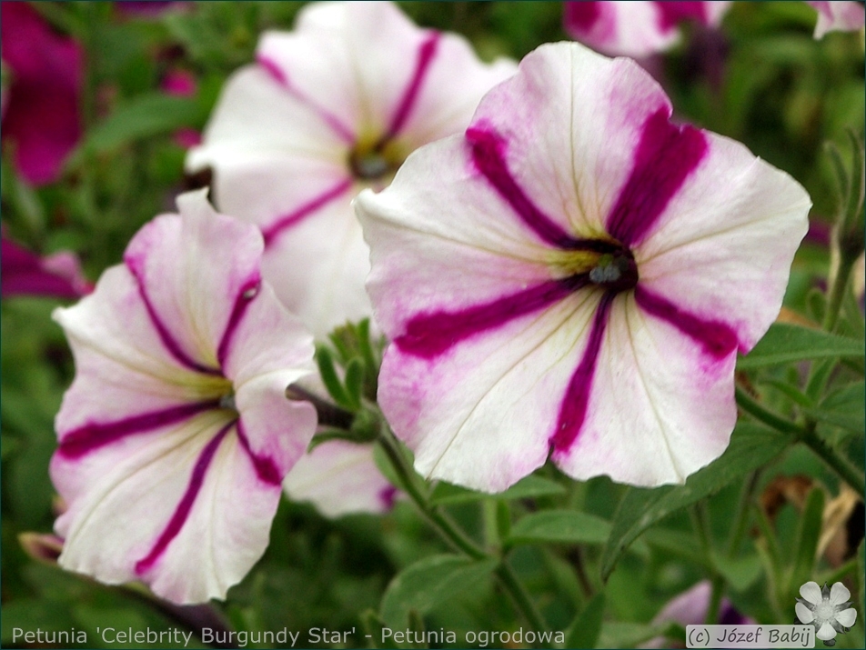 Petunia 'Celebrity Burgundy Star' - Petunia ogrodowa kwiaty
