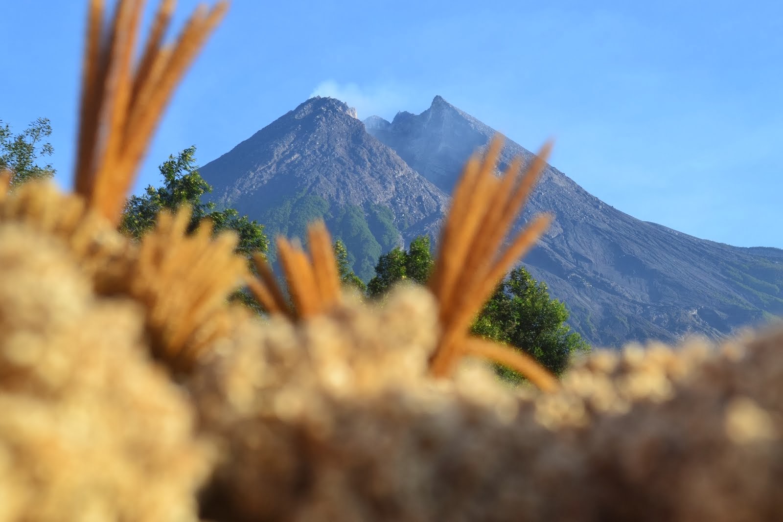 Merapi's Eidelweis