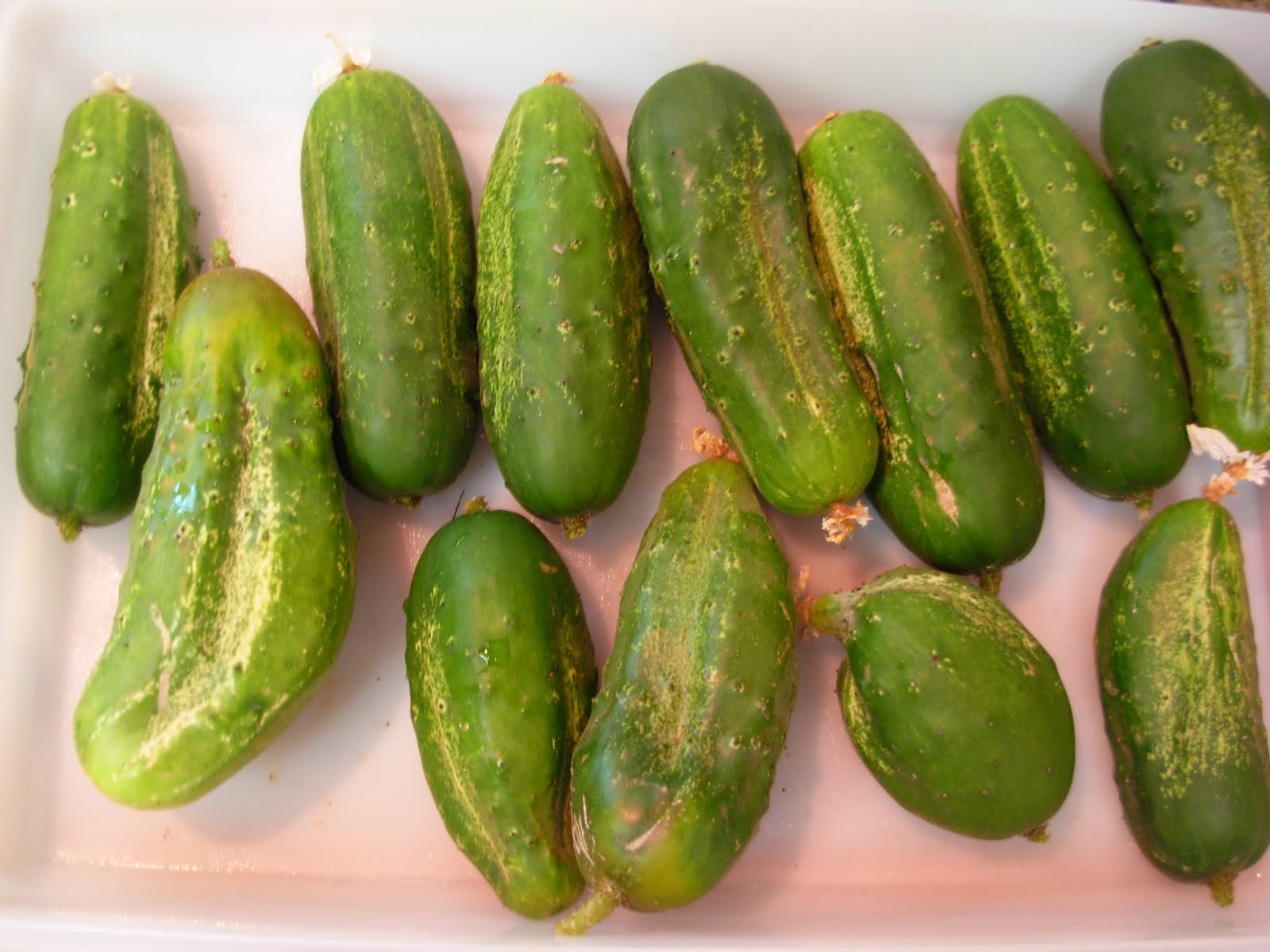 My Simple Country Living Sour Dill Pickles the Old Fashioned Way
