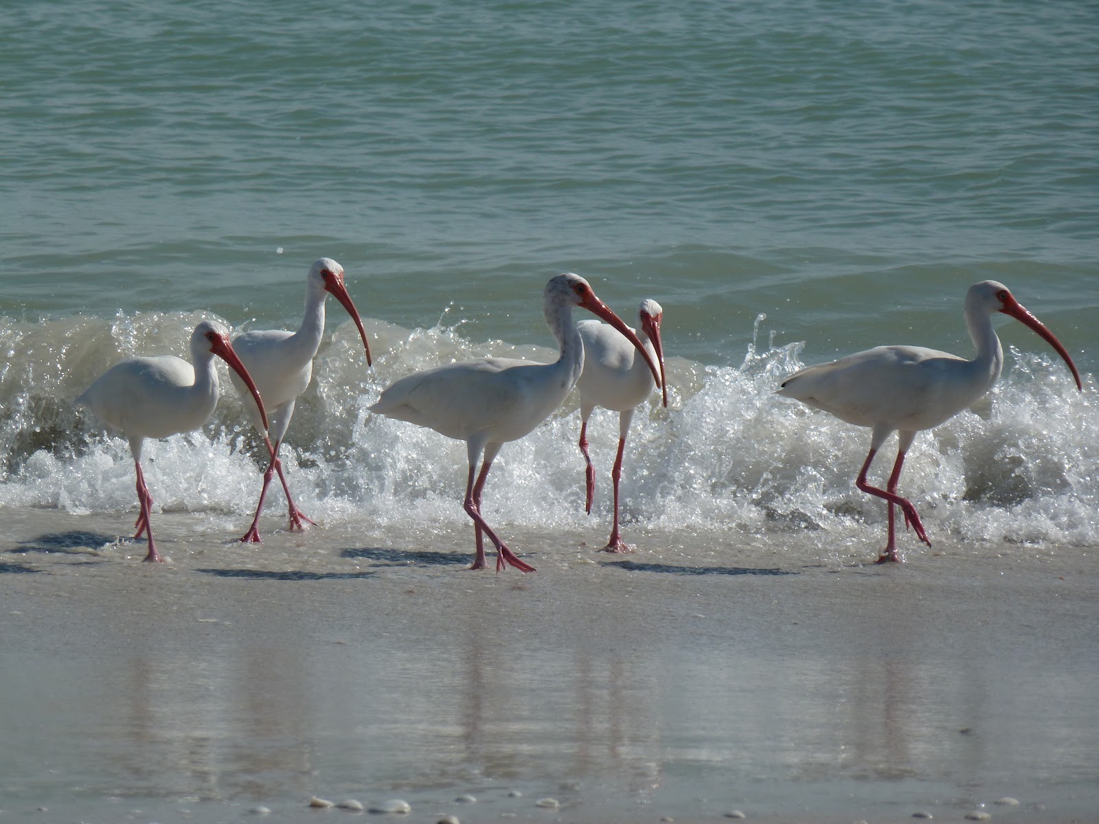 I love Florida Birds on the beach Sanibel Island, FL